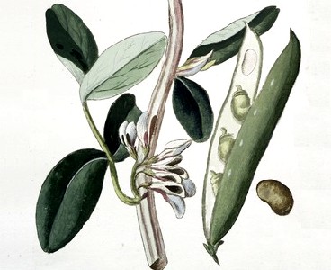 Fava Bean & Plant